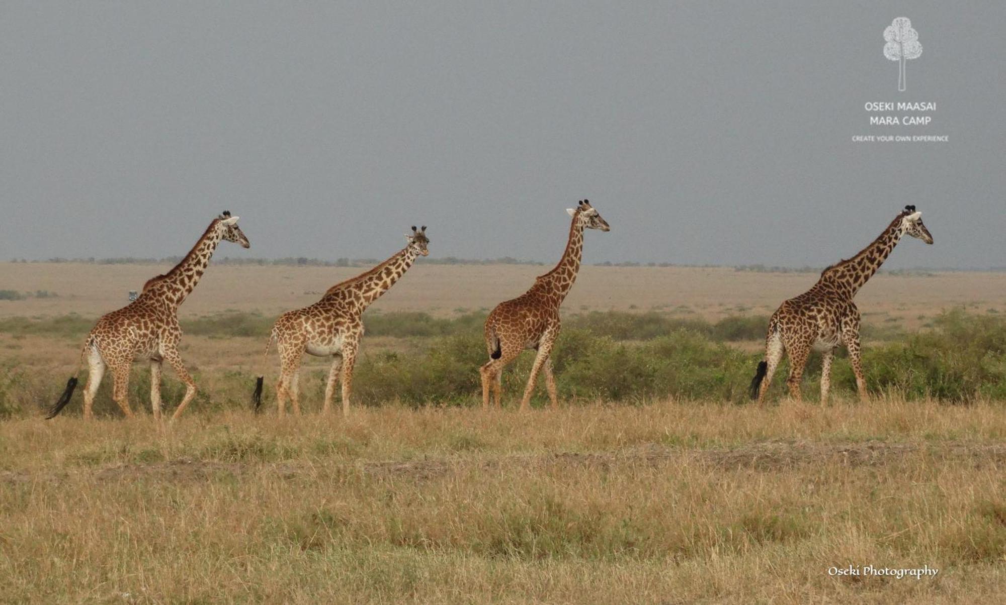 Oseki Maasai Mara Camp 호텔 Narok 외부 사진