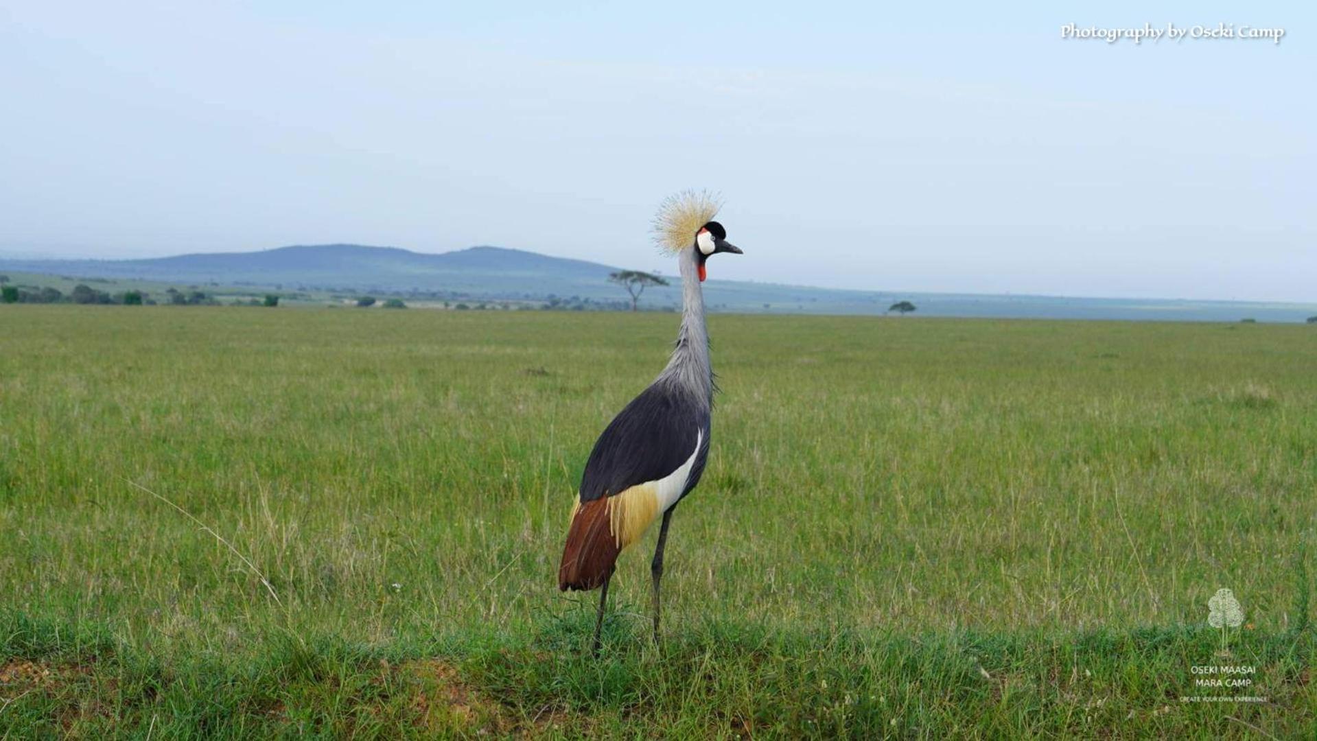 Oseki Maasai Mara Camp 호텔 Narok 외부 사진