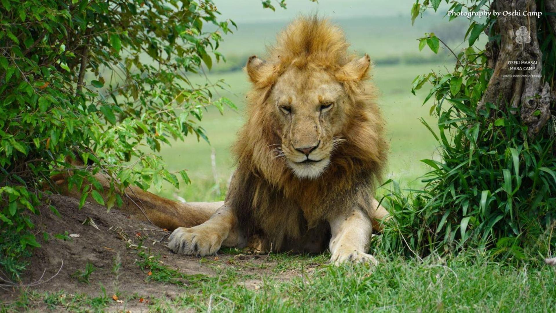 Oseki Maasai Mara Camp 호텔 Narok 외부 사진