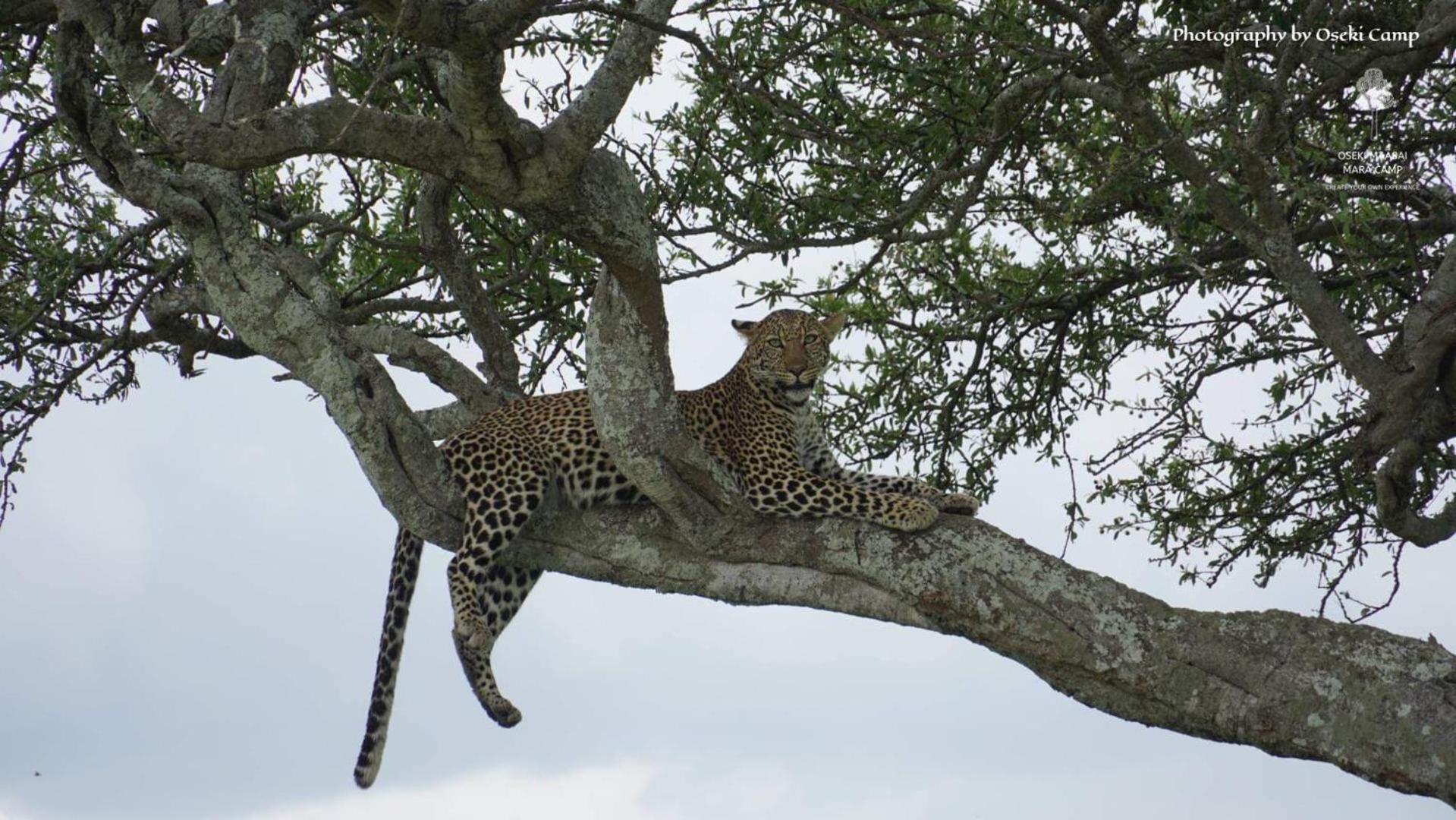 Oseki Maasai Mara Camp 호텔 Narok 외부 사진