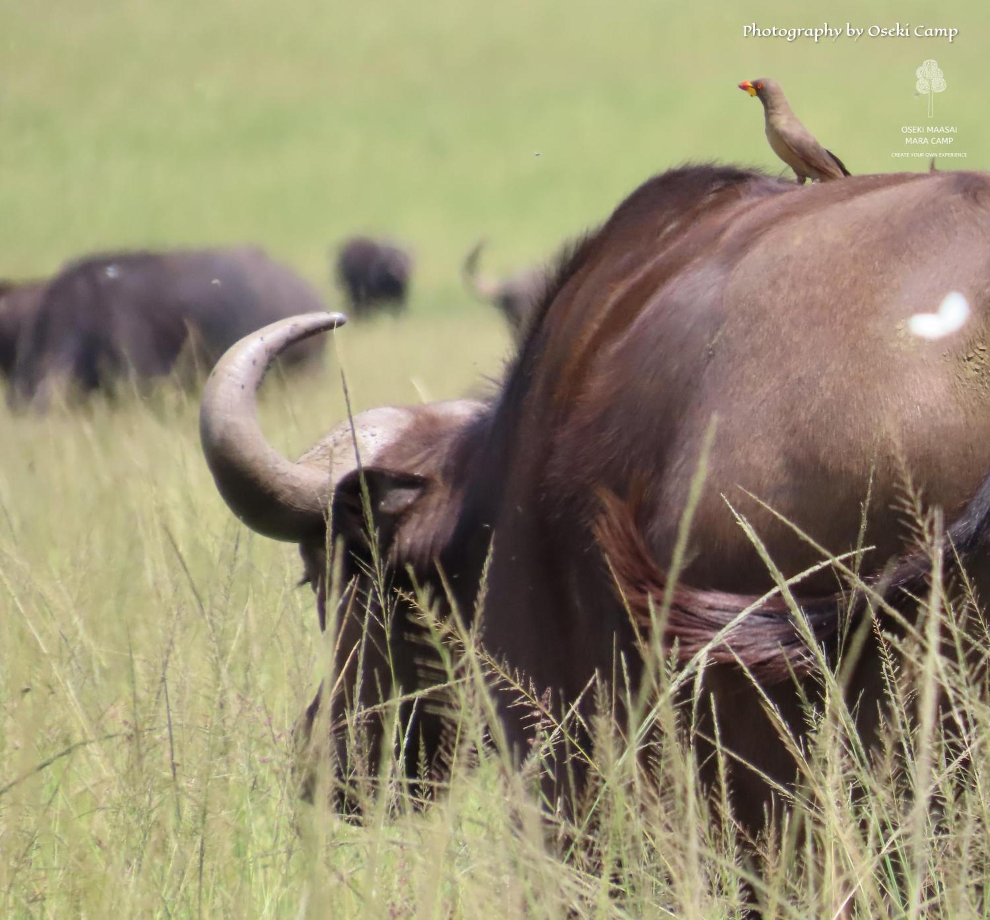 Oseki Maasai Mara Camp 호텔 Narok 외부 사진