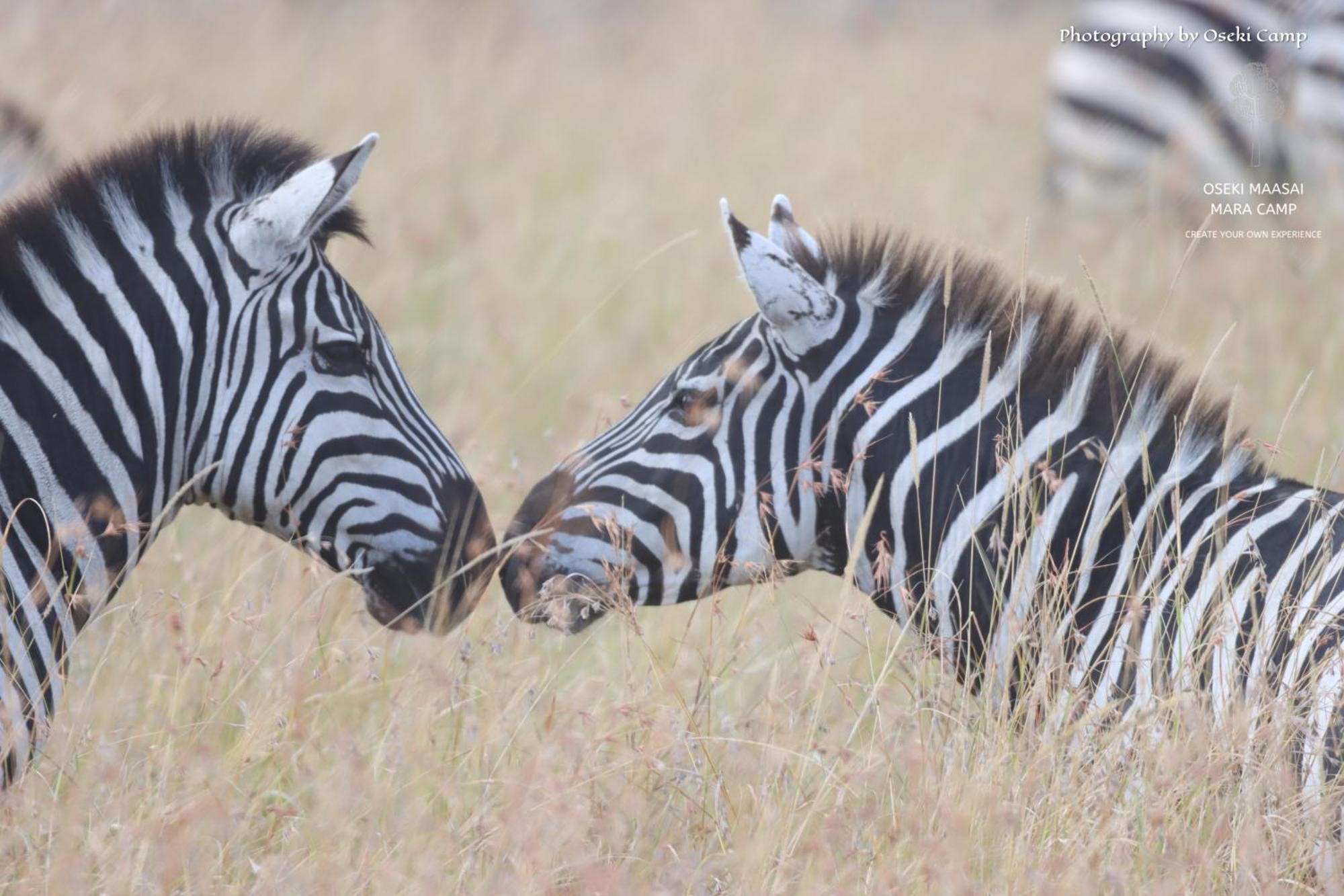 Oseki Maasai Mara Camp 호텔 Narok 외부 사진
