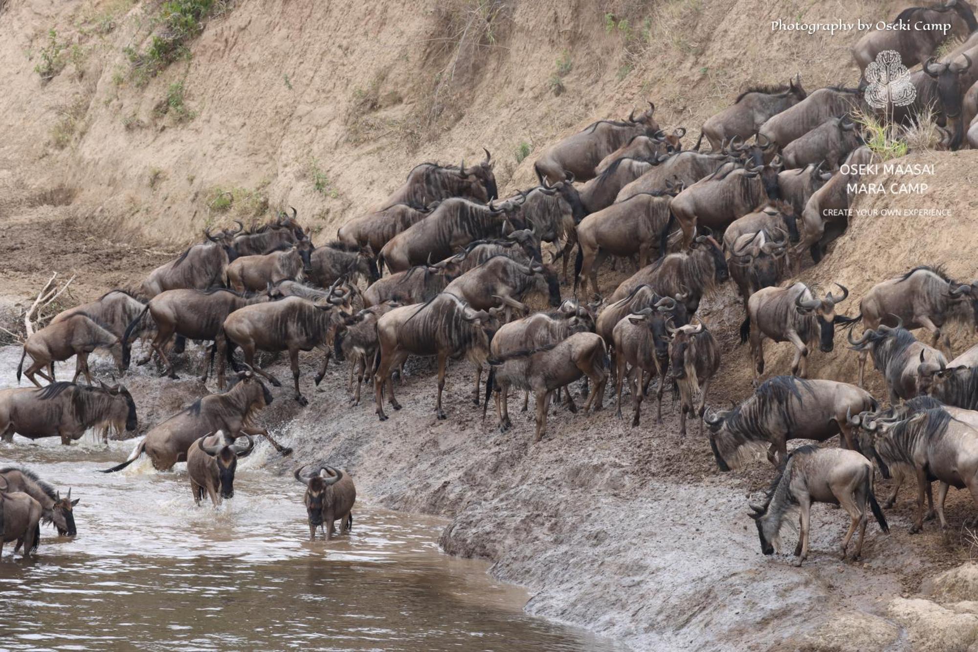 Oseki Maasai Mara Camp 호텔 Narok 외부 사진