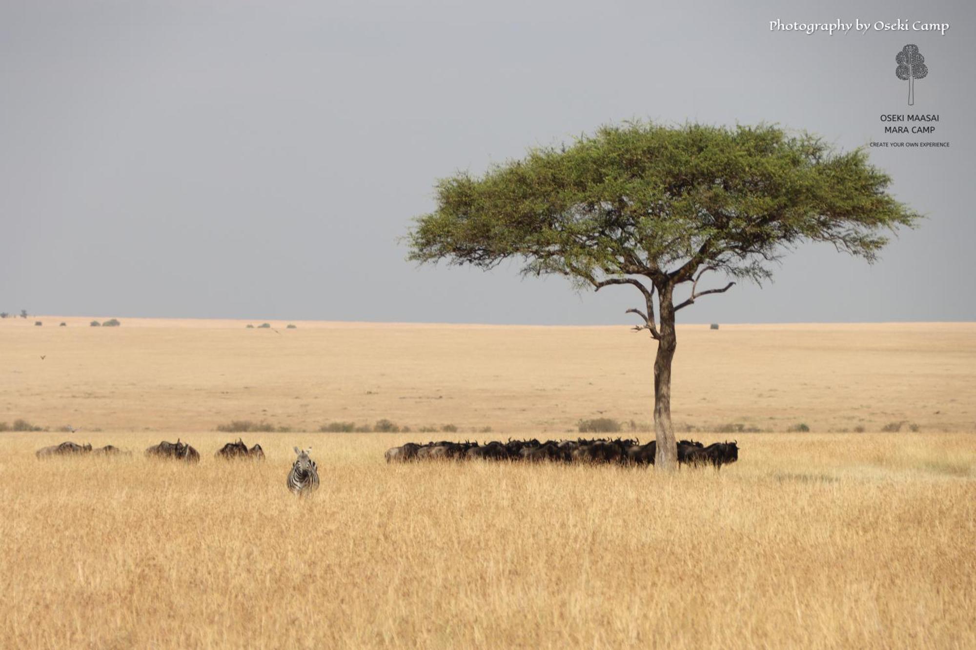 Oseki Maasai Mara Camp 호텔 Narok 외부 사진